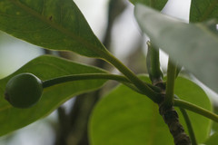 Bobea elatior