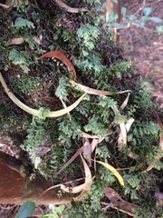 Hymenophyllum lanceolatum