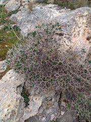 Euphorbia acanthothamnos