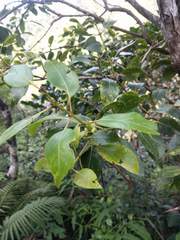 Metrosideros macropus