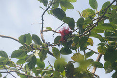 Metrosideros macropus