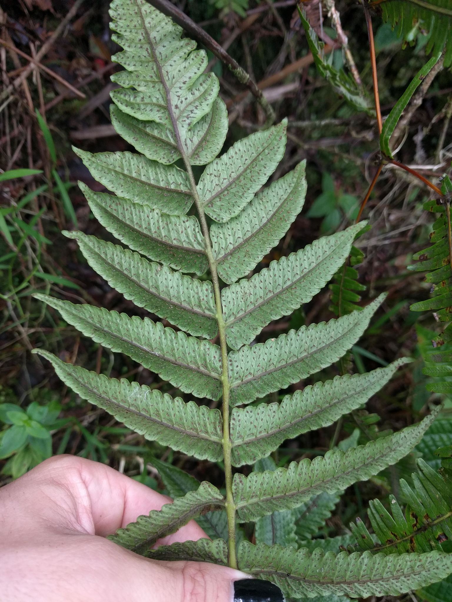 Hoiokula sandwicensis