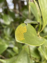 Delias pasithoe