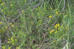 Euthamia leptocephala