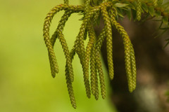 Phlegmariurus phyllanthus