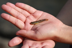 Rhinogobius brunneus