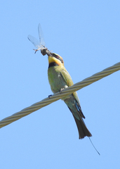Petalura litorea