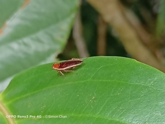 Pseudophyllodromia laticeps