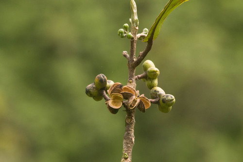 Melicope hosakae