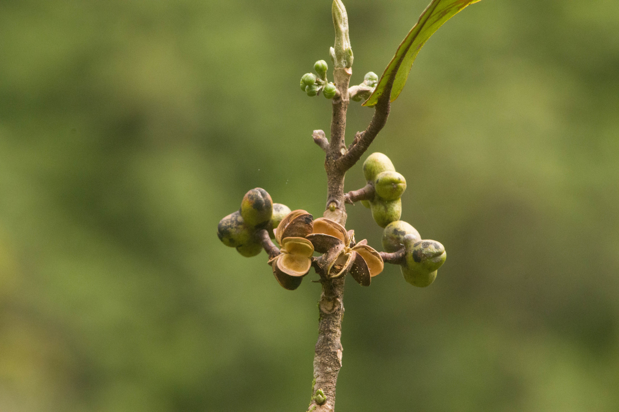 Melicope hosakae