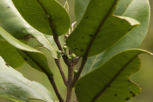 Melicope hosakae