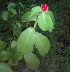 Costus woodsonii