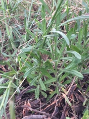 Wahlenbergia multicaulis