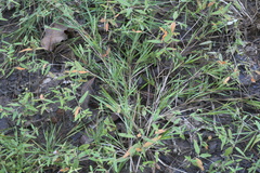 Dichanthelium aciculare
