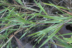 Dichanthelium aciculare