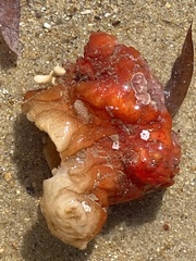 Sycozoa cerebriformis