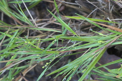Dichanthelium aciculare