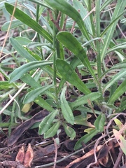 Wahlenbergia multicaulis
