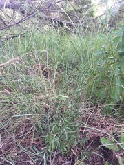 Wahlenbergia multicaulis