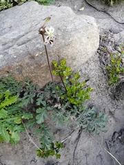 Pelargonium radulifolium