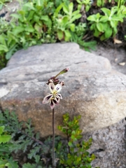 Pelargonium radulifolium