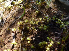 Siloxerus multiflorus