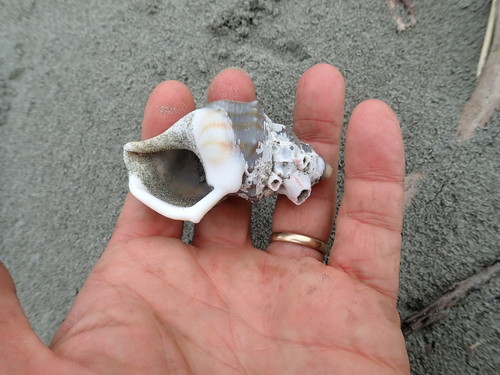 photo of Ostrich Foot Snail (Struthiolaria papulosa)