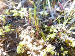 Centrolepis aristata