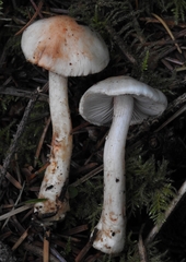 Inocybe pudica