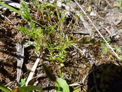 Galium divaricatum