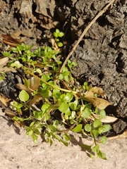 Stellaria media