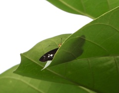 Gerosis phisara