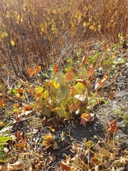 Reynoutria japonica