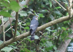 Hierococcyx nisicolor