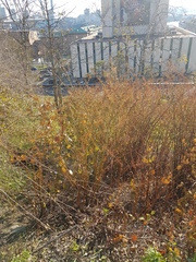 Reynoutria japonica