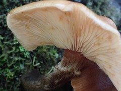 Armillaria nabsnona