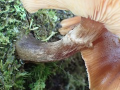 Armillaria nabsnona