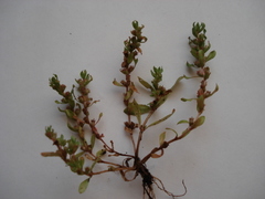 Lythrum borysthenicum