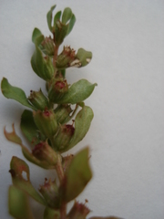 Lythrum borysthenicum