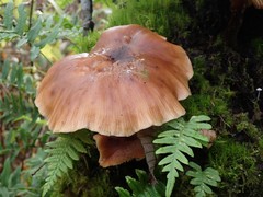 Armillaria nabsnona
