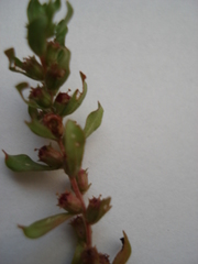 Lythrum borysthenicum