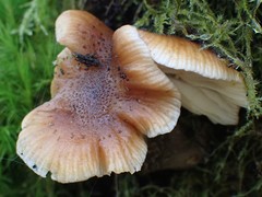 Armillaria nabsnona