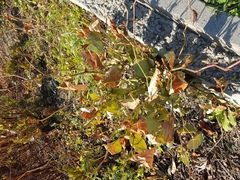 Reynoutria japonica
