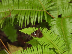 Notocrypta curvifascia