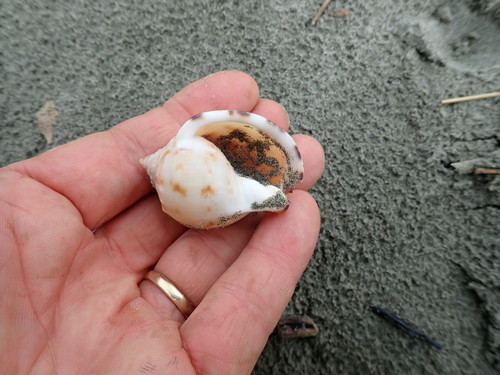 photo of Pear Bonnet Snail (Semicassis pyrum)