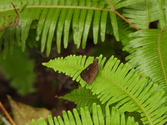 Notocrypta curvifascia