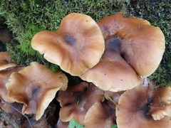 Armillaria nabsnona