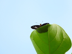 Gerosis phisara