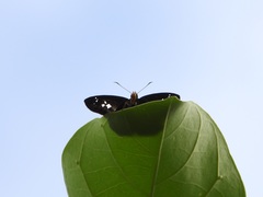 Gerosis phisara