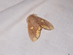 Euproctis quadrangularis